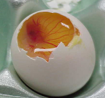 egg%26shell.jpg