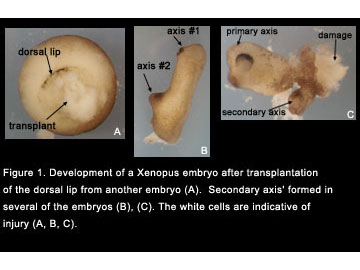 dorsal blastopore lip of embryo