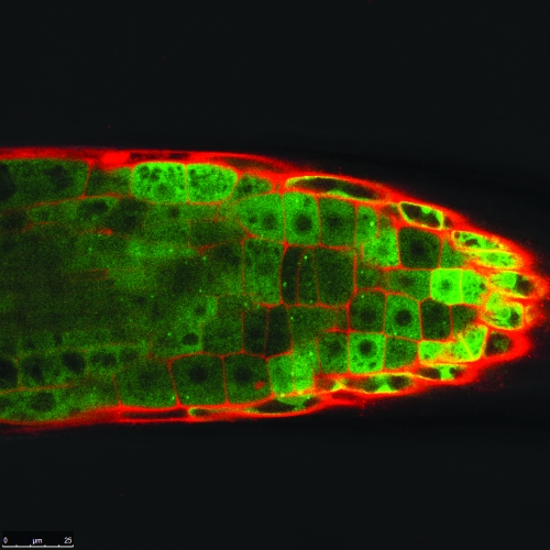 A heat-shocked A. thaliana root, where red indicates cell walls and green the sub-cellular localization of a small heat-shock protein. 