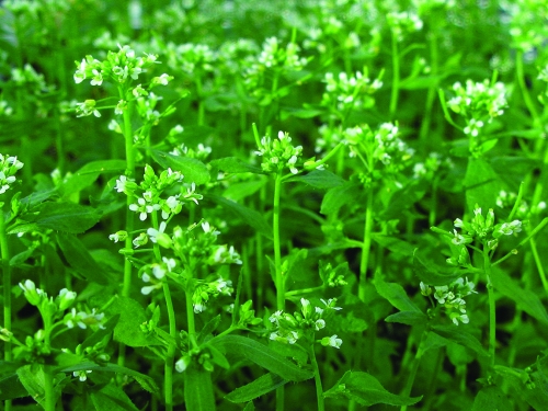 Arabidopsis thaliana plant is green with white flowers. 