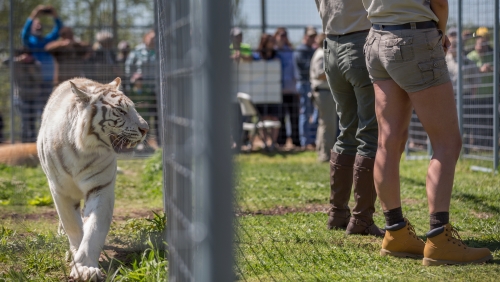 A tiger snarls and looks to the side where a fence is separating it from two sanctuary workers.