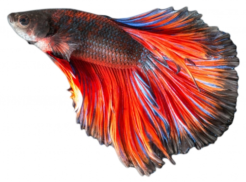 betta fish