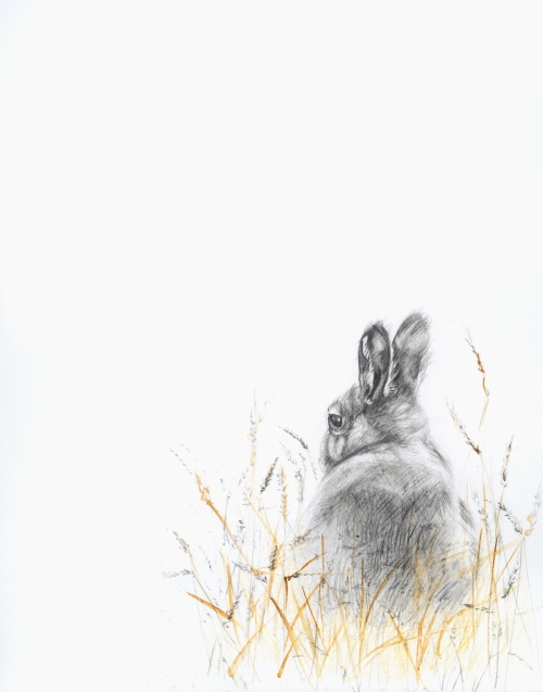 drawing of a rabbit