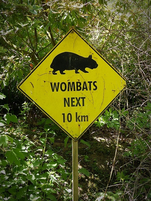 wombat sign