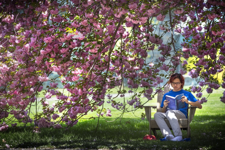 student reads underneath cherry blossoms