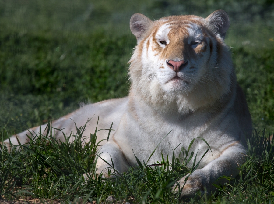 Tiger rests in grass