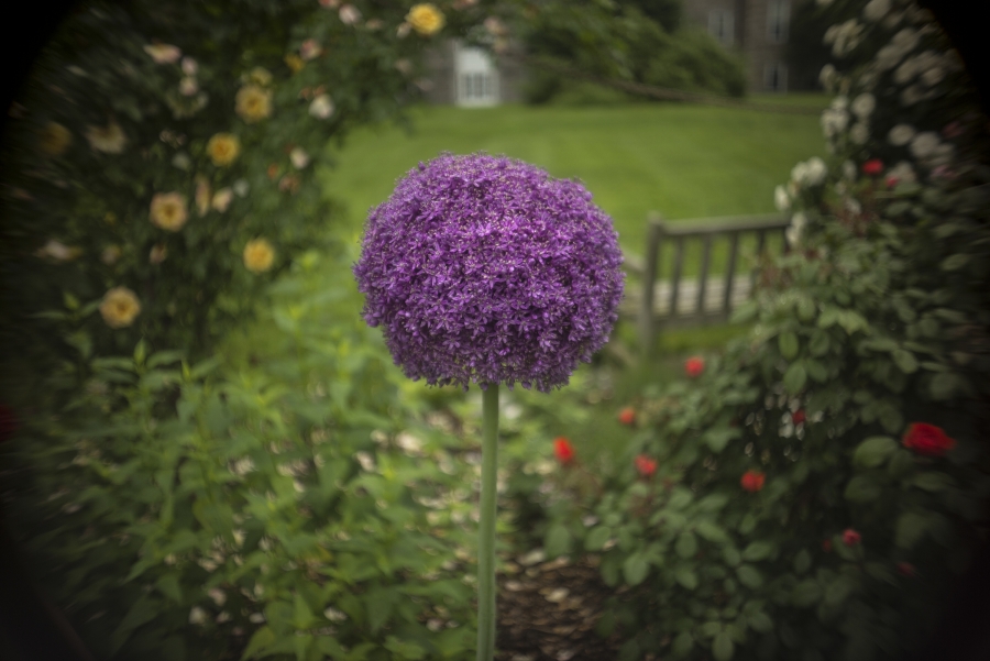 Purple flower at Swarthmore