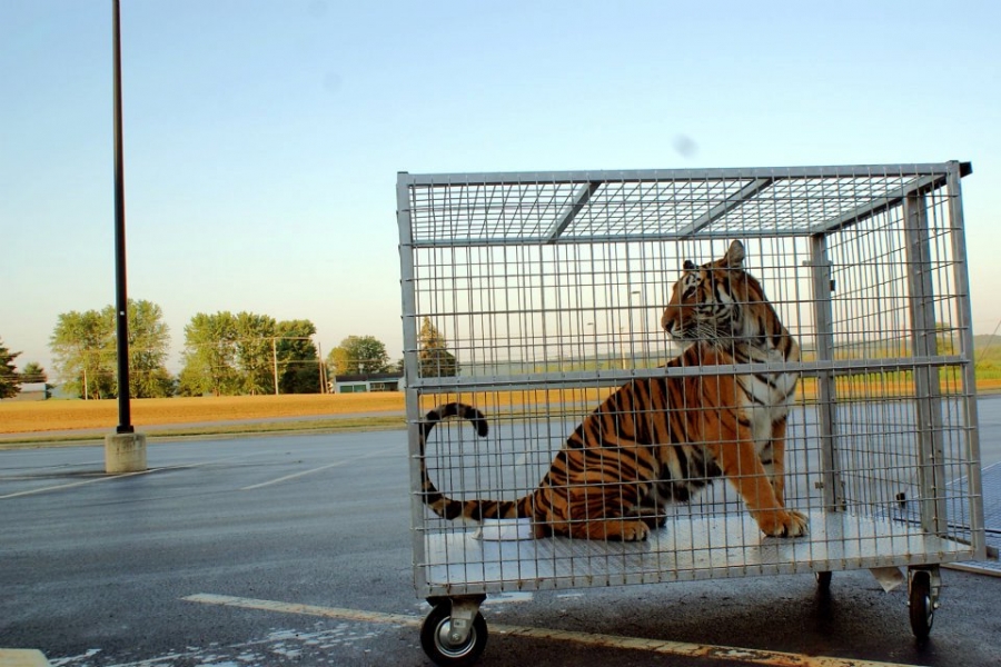 Tiger in cage in parking lot. 