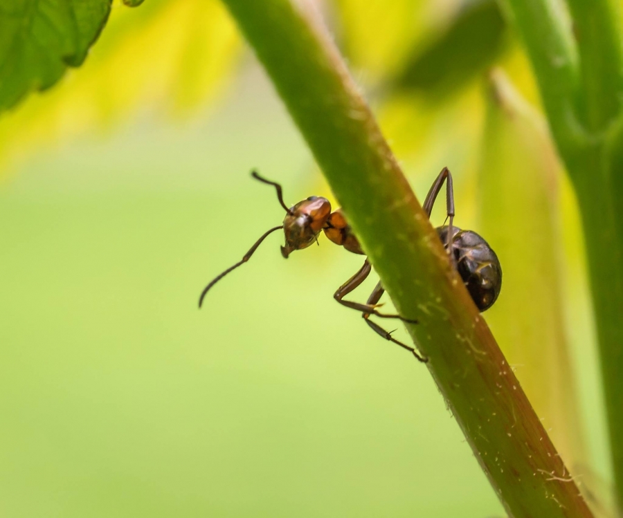 Ant-Man! | Swarthmore College Bulletin