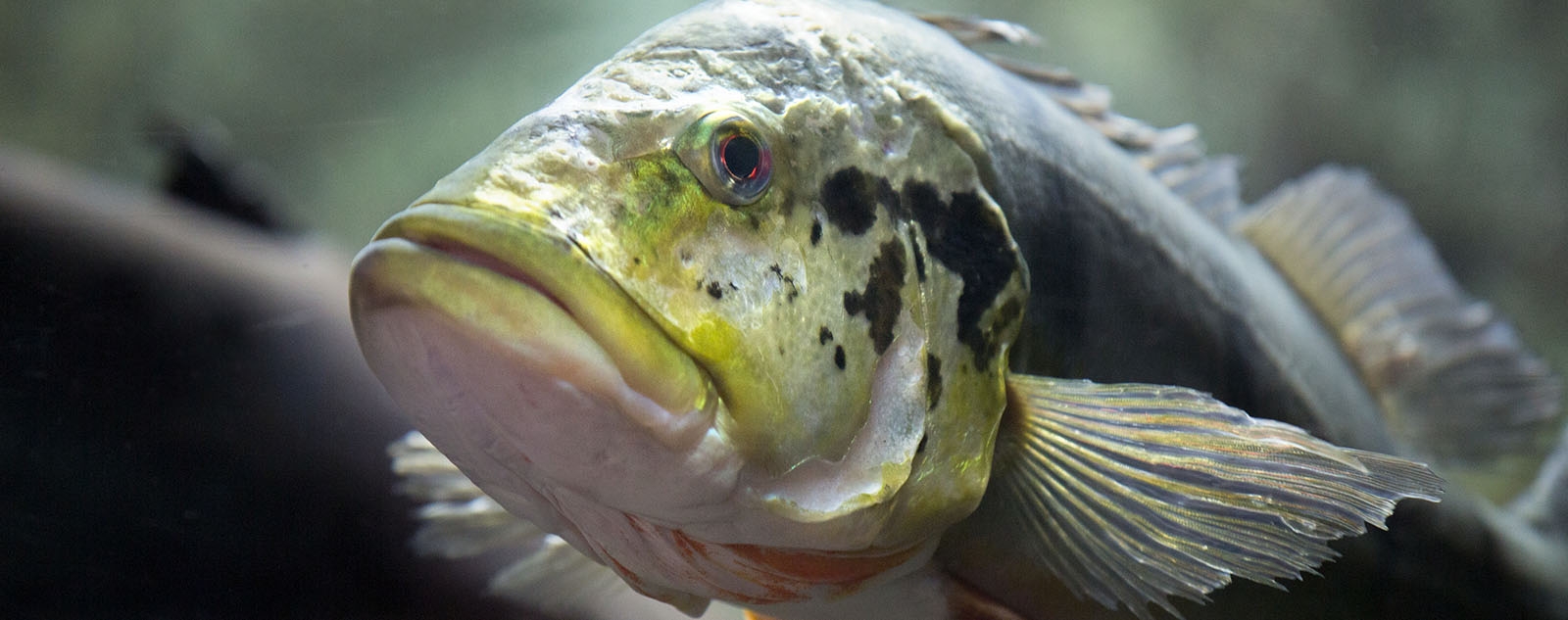 close-up of fish's face as it swims