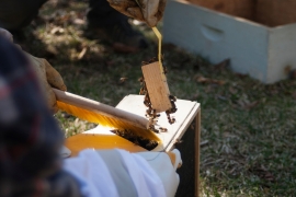 A beekeeper removing bees from a hive