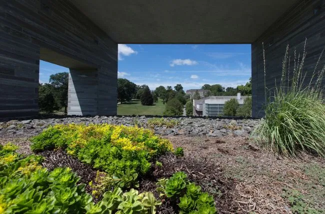 Green Roof on Alice Paul