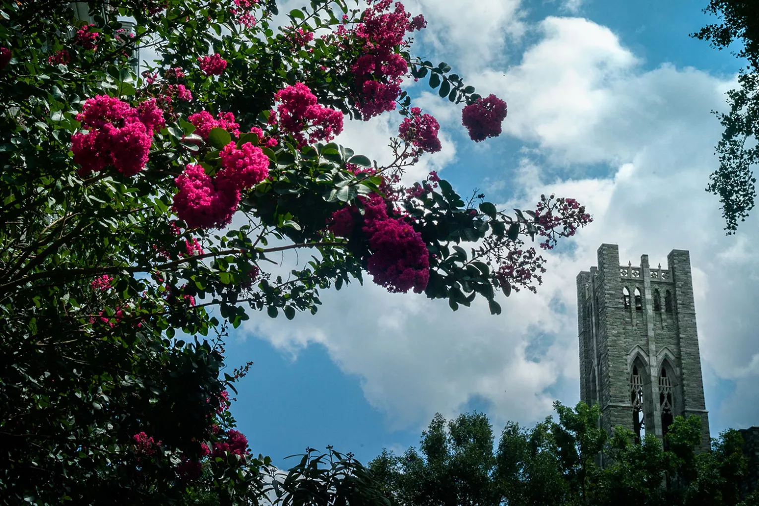 Red flowers in front of belltower