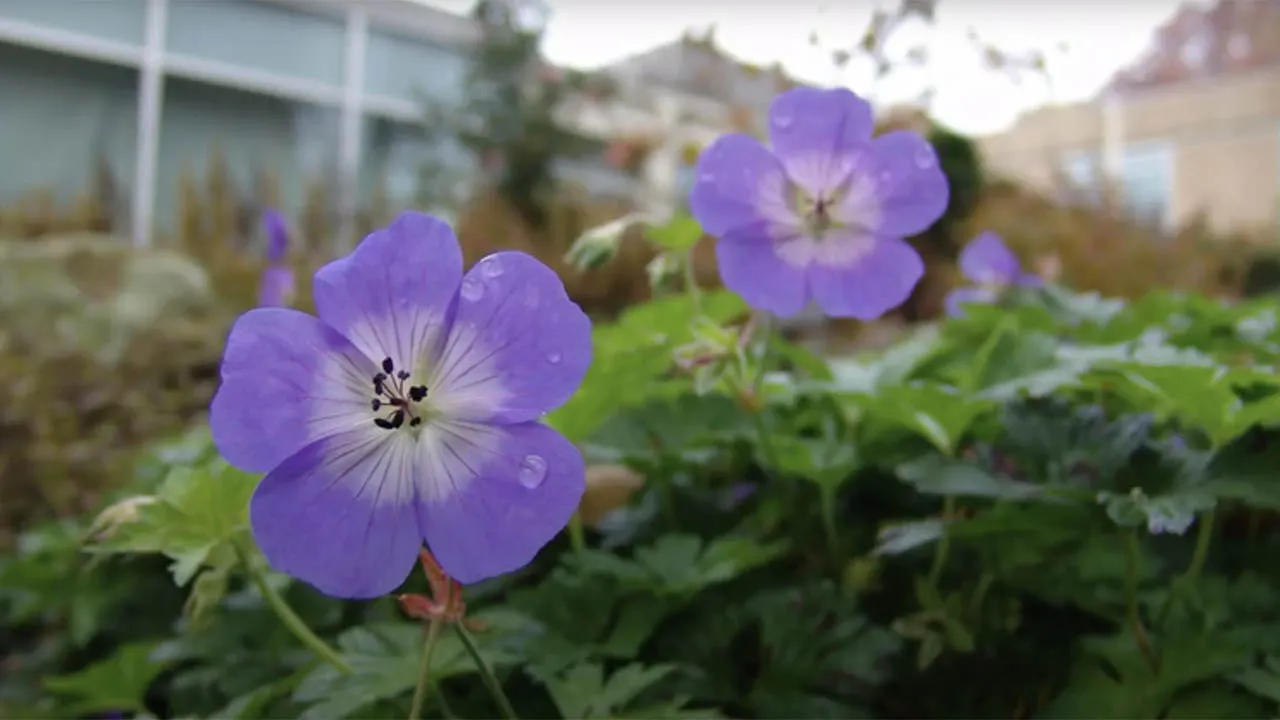 flowers