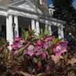 Spring flowers in front of Parrish Hall