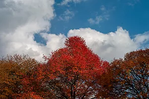 Red leaves in fall underneath white clouds in blue sky