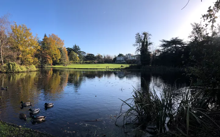 Ducks on serene pond with forest and building in distance