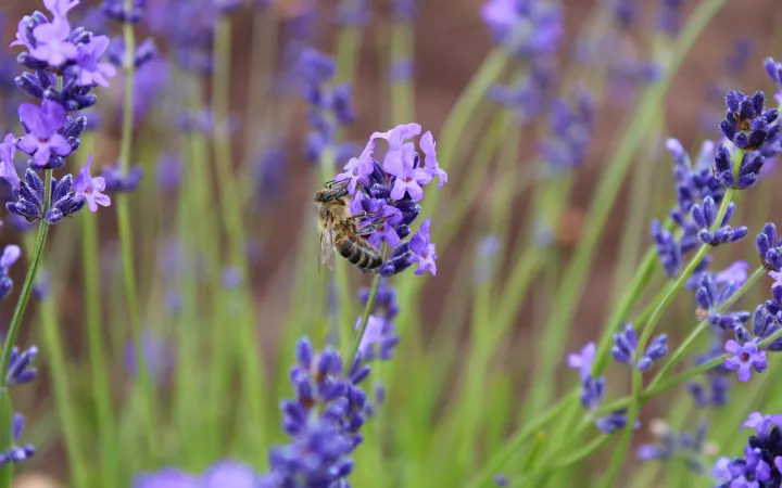 Close-up purple flower with bee on top