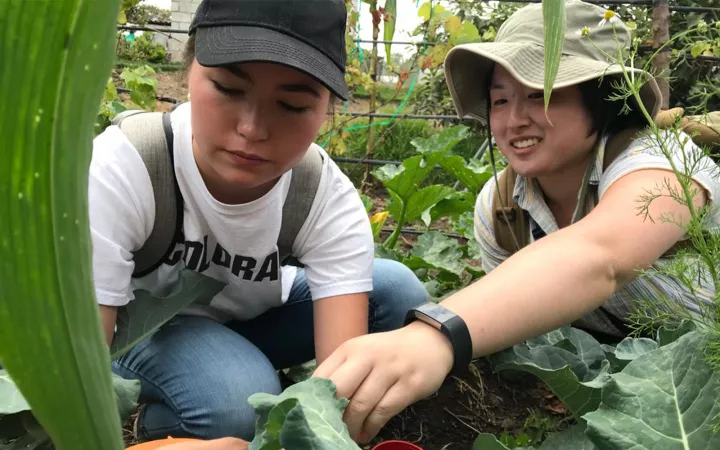 2 people squatting in front of large, leafy plants