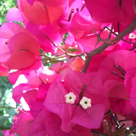 White flowers against pink leaves