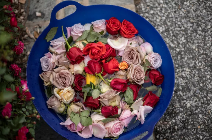 Bucket of roses in water