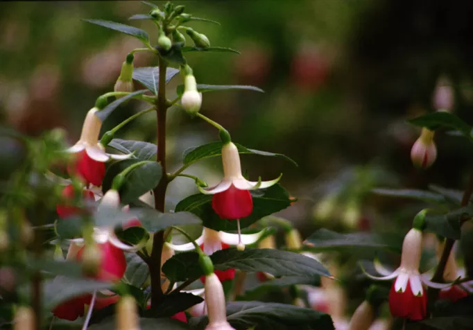 Fuchsia hybrida