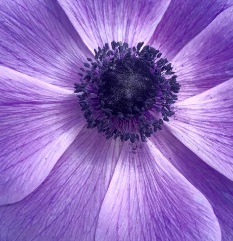 Anemone Flower, also known as the wind flower