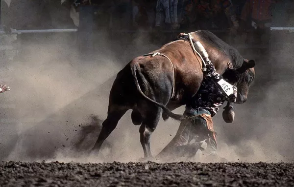 A bull rider is dragged as the outstretched hand of the rodeo clown rushes in to help during a rodeo in a rodeo in Oakland, Calif.