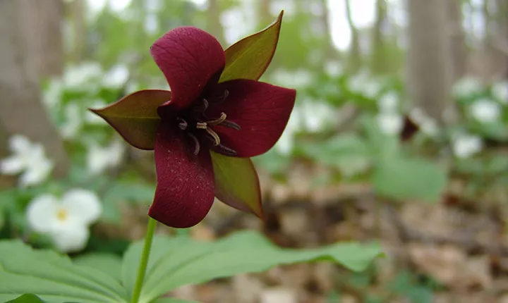 flower in crum woods