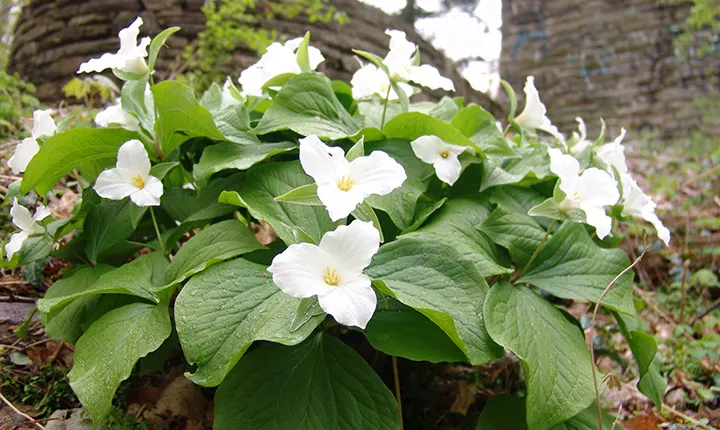 flowers in crum woods