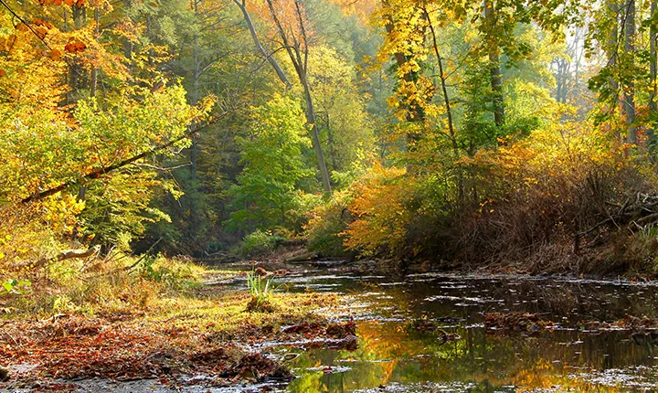 crum woods in the fall