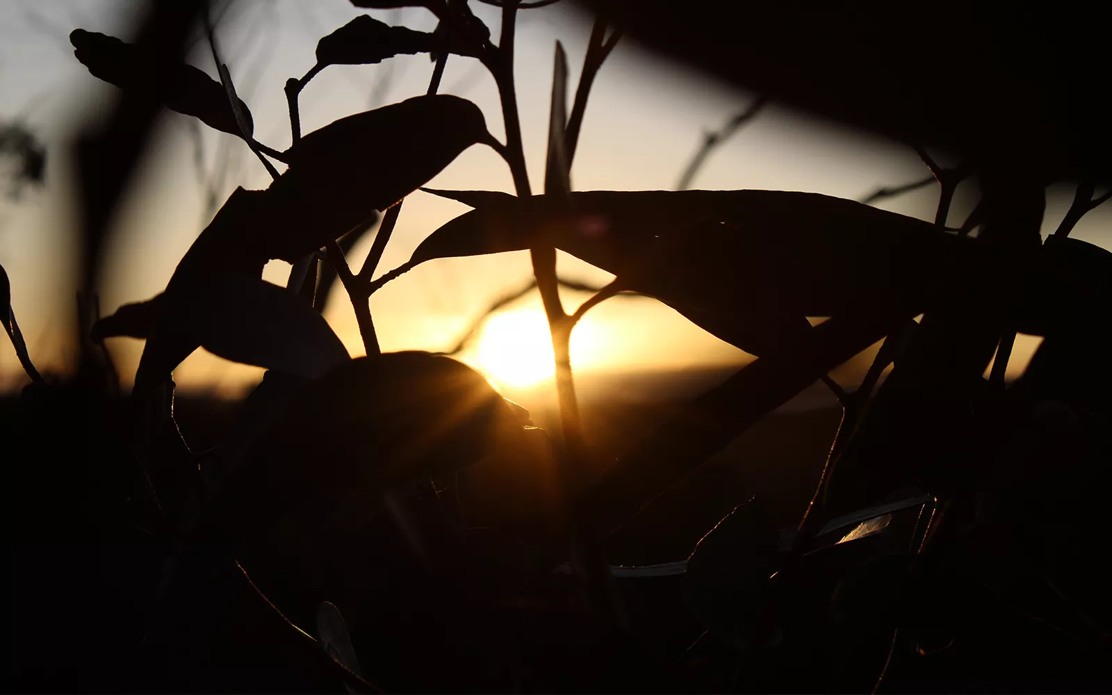 Silhouettes of leafy plants with sunlight bursting through