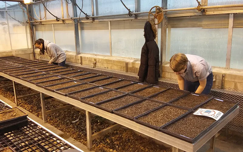 Student looks at seed in greenhouse