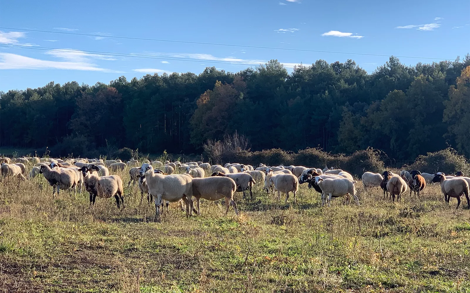 Many sheep in meadow