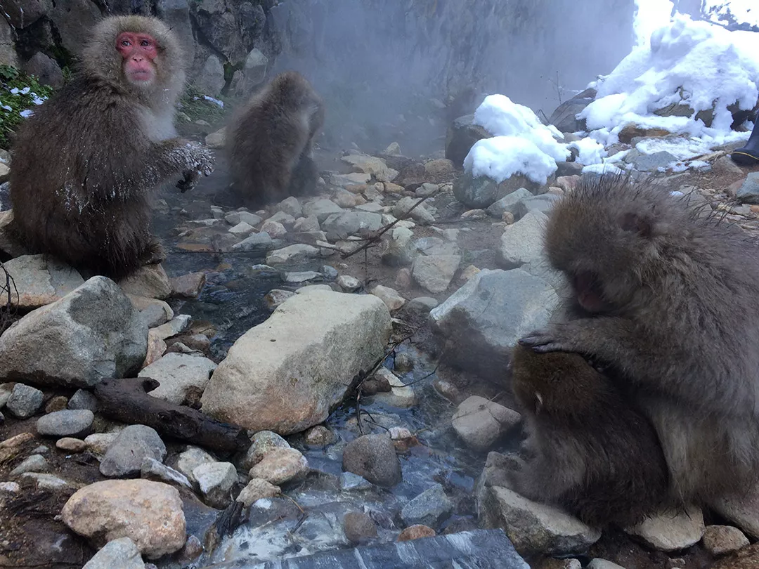 Japanese macaques