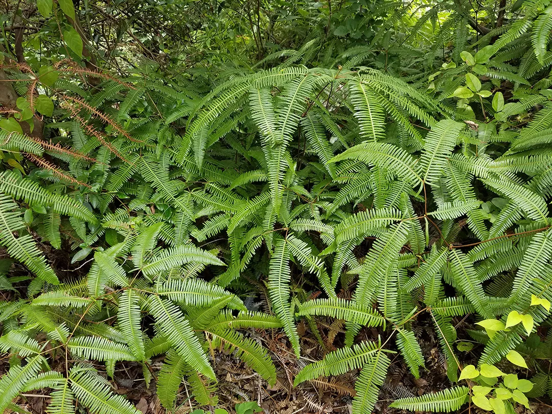 Dicranopteris linearis in Naoshima, Japan