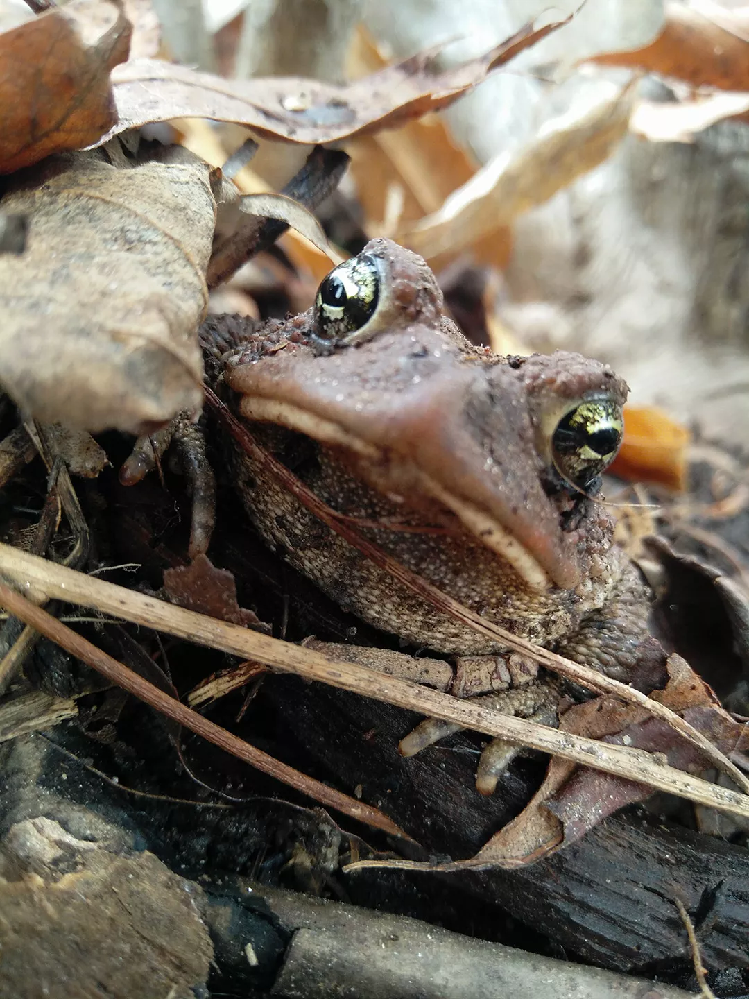 Eastern American Toad