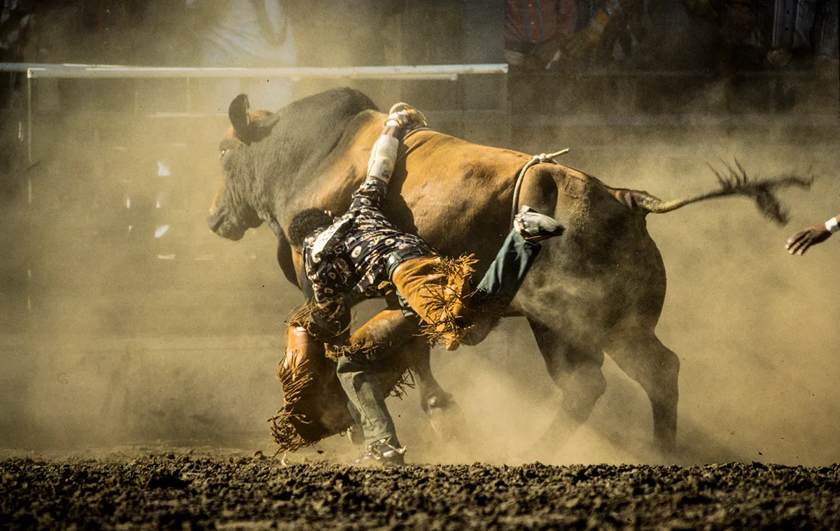 Rodeo rider tries to hold on to a bull