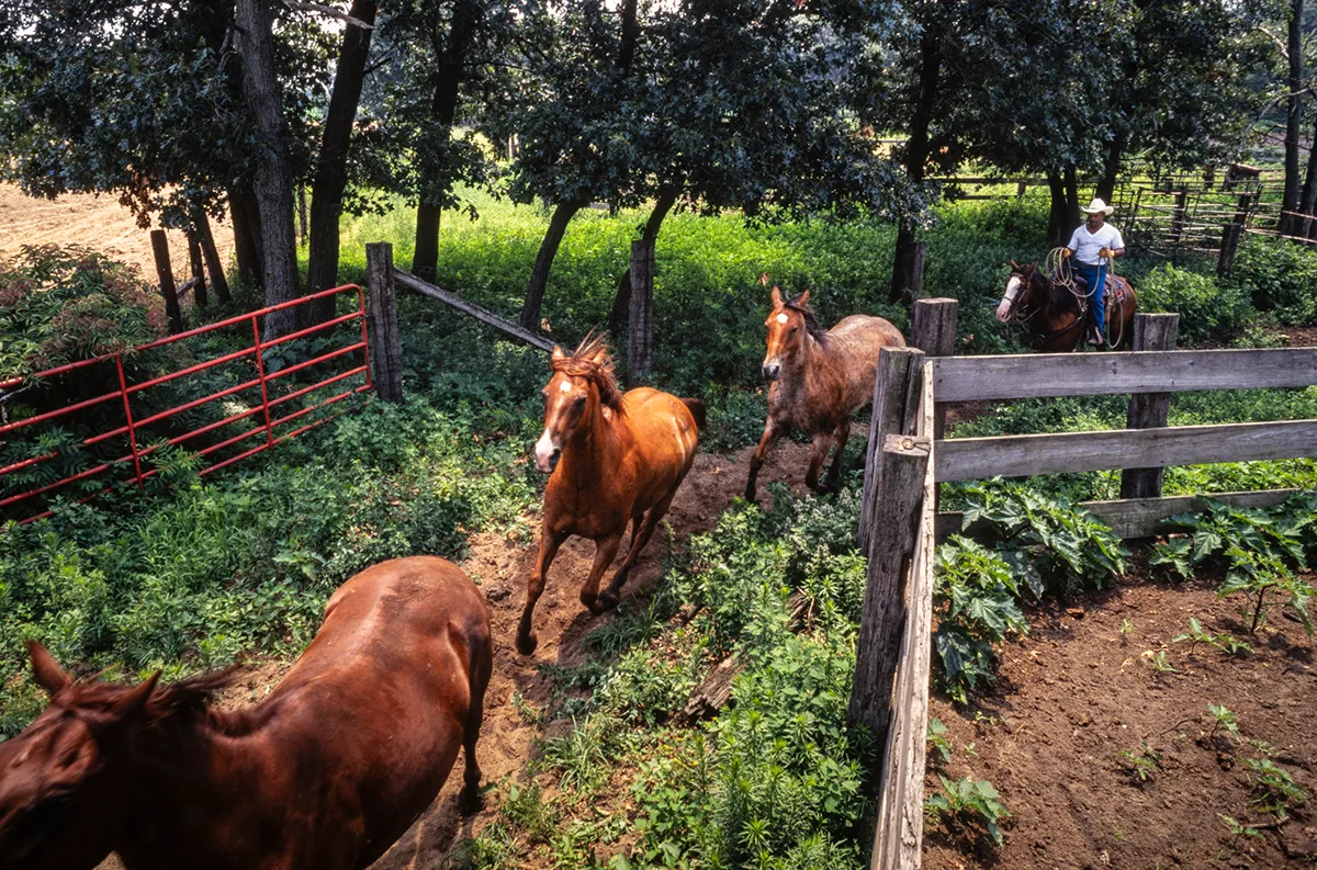 Man rounds up horses on ranch