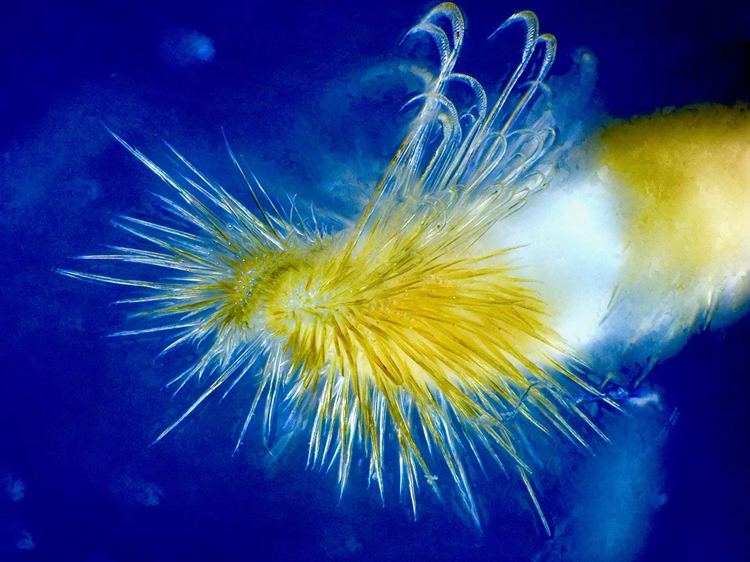 the distal end of the 5th pereiopod of the porcelain anemone crab Neopetrolisthes ohshimai