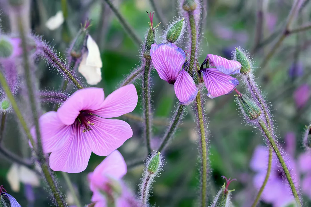 Geranium maderense