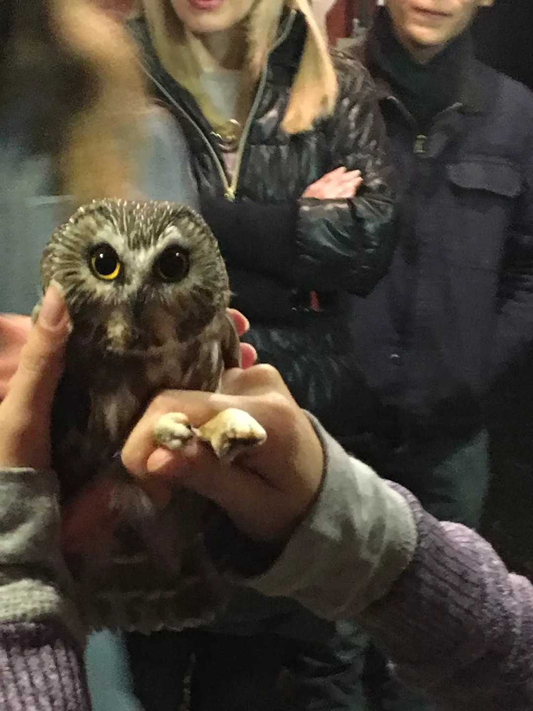 saw-whet owl