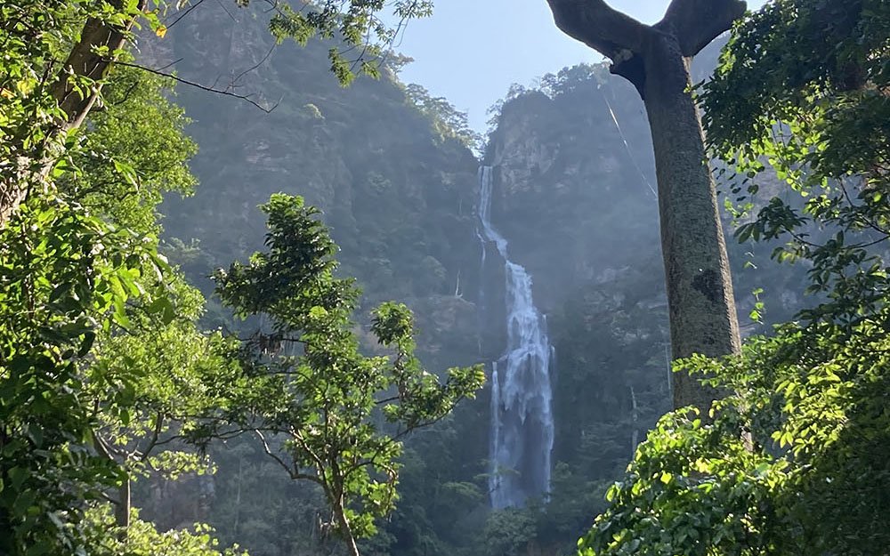 trees and waterfall