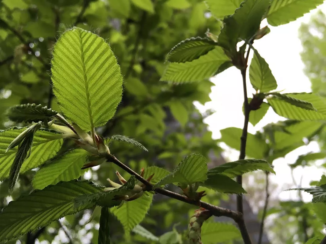 Beech tree leaves