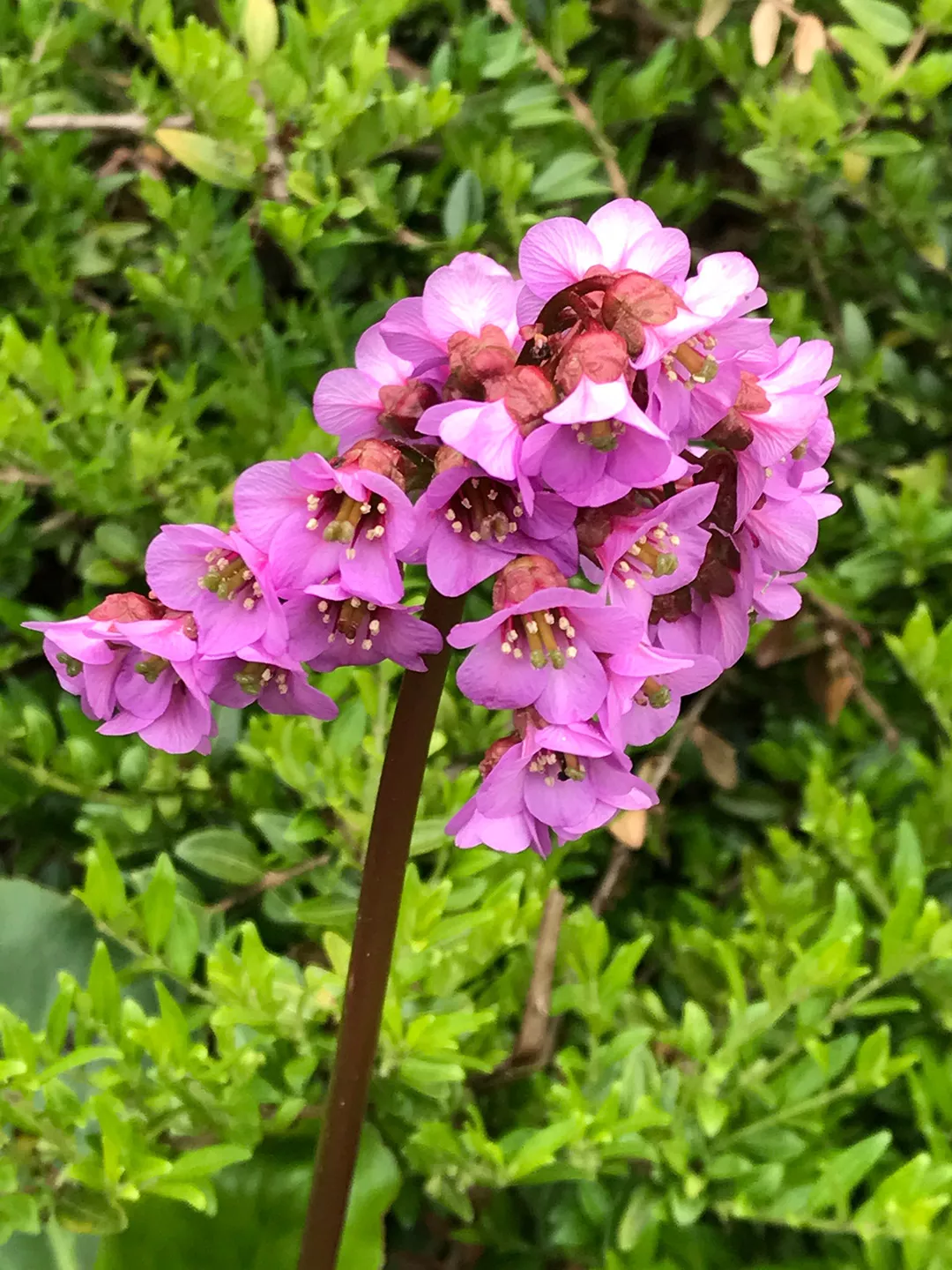 A purple flower 