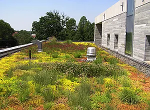 Alice Paul Hall green roof