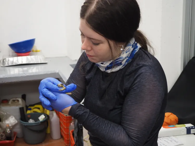 Isabella Wyatt ’25 holding a frog in the UNAM lab. (Brian Katona)