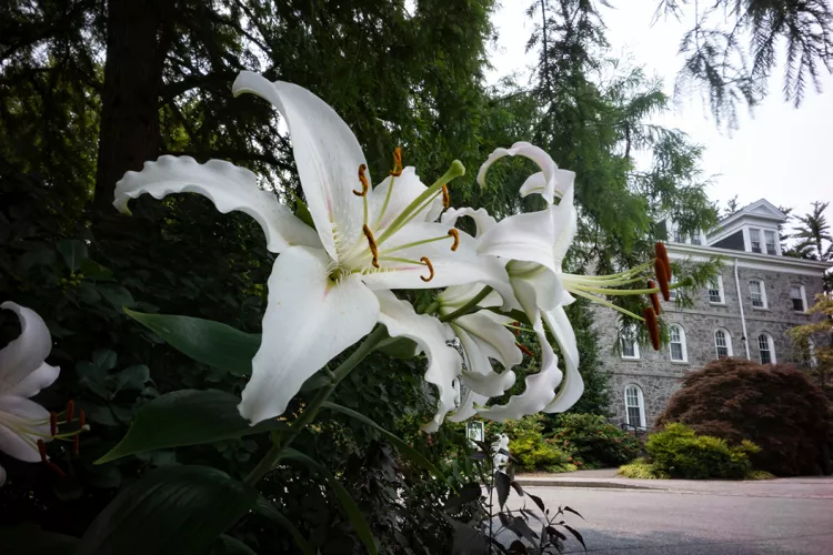 Orchids in foreground, Parrish in background