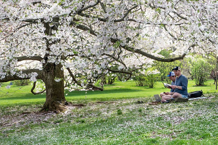 In Bloom :: News & Events :: Swarthmore College