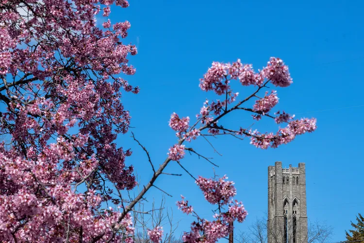 Pink flowers in bloom near Tarble bell tower